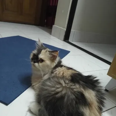 Bhutun the cat