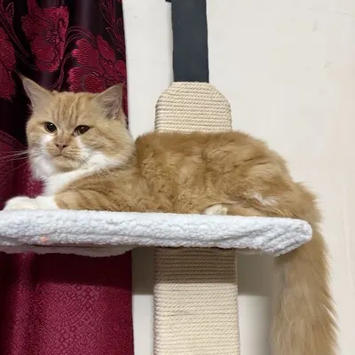 Buchi the cat