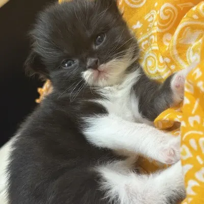 Gollu the cat