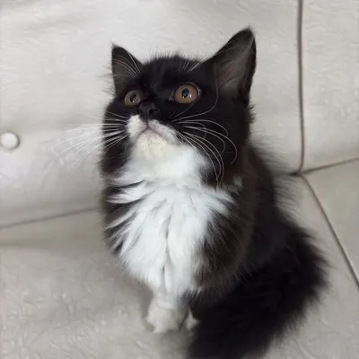 Laddu the cat