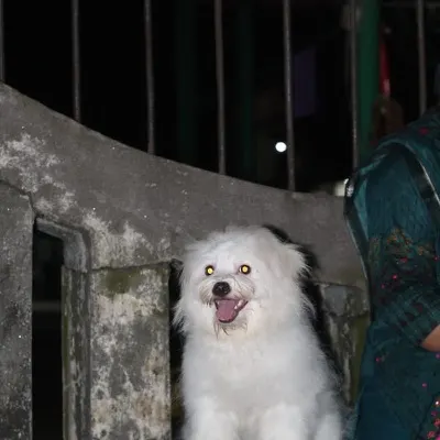 Luchi the dog — the first pet