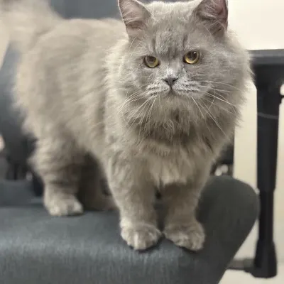 Oreo the cat