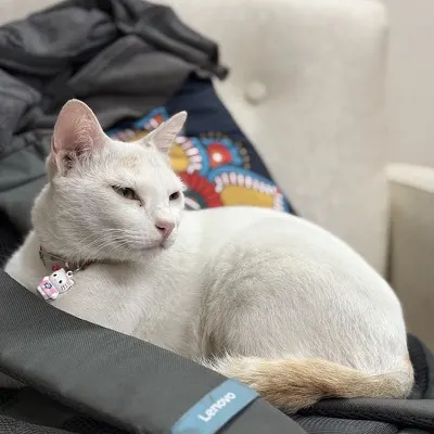 Pichchi the cat