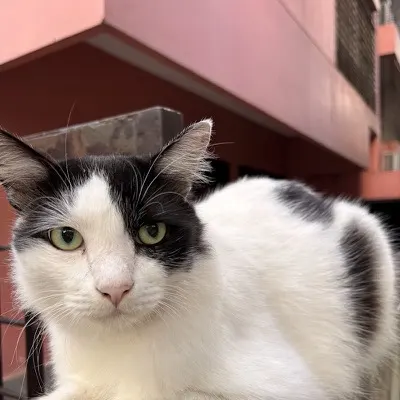 Tonea the cat